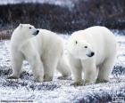 Kutup ayıları